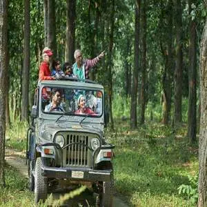 Jungle Safari