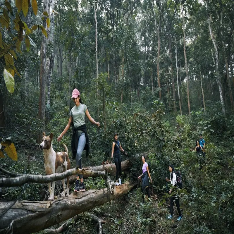 Jungle Trekking