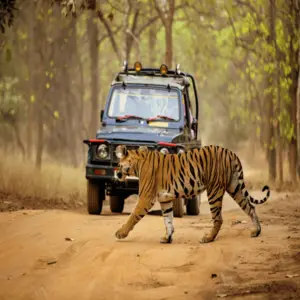 Jungle Safari